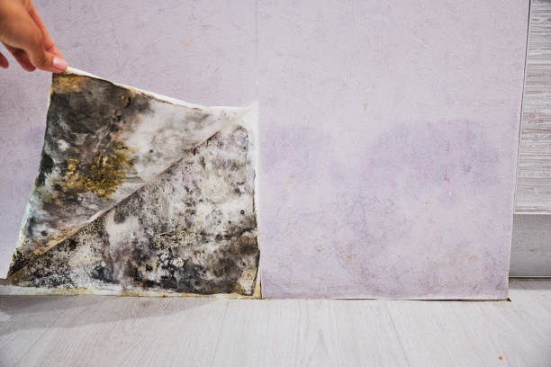 Best Emergency Mold Removal  in Wauwatosa, WI